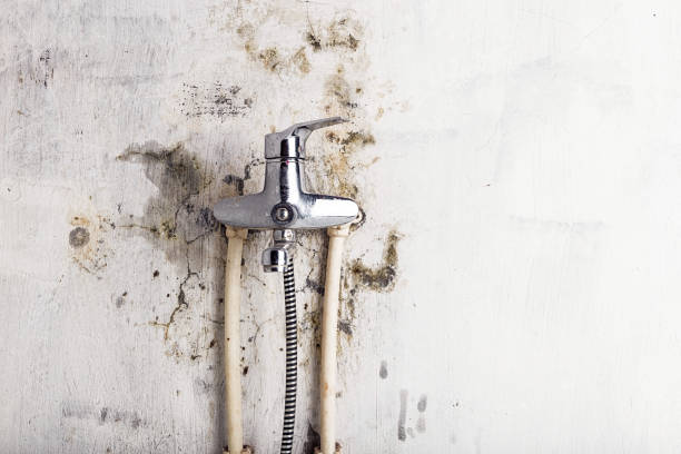 Best Mold Remediation  in Cockeysville, MD