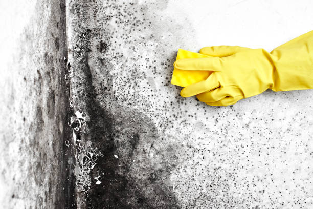 Best Home Mold Removal  in Cockeysville, MD