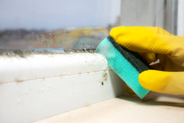 Best Mold Testing  in Cockeysville, MD