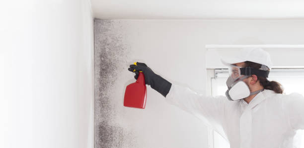 Best Emergency Mold Removal  in Cockeysville, MD