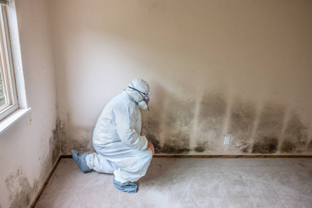 Best Mold Remediation  in Cockeysville, MD