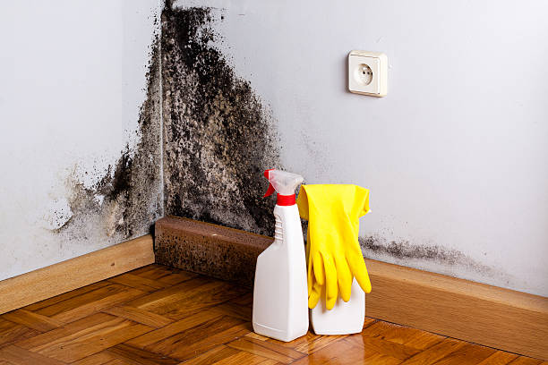 Professional Mold Removal in Cockeysville, MD