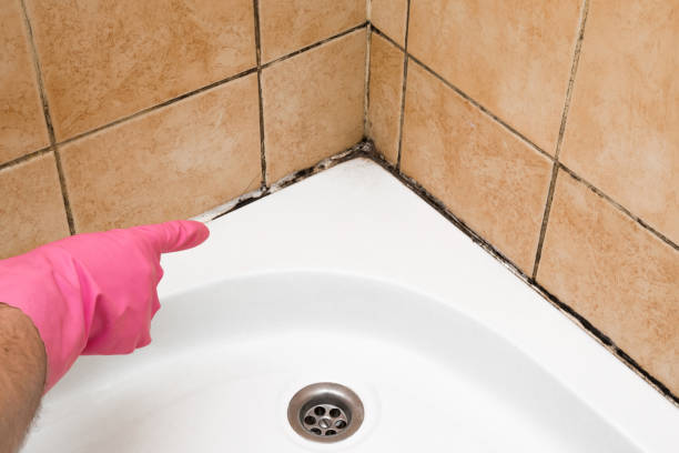 Best Local Mold Removal Service  in Cockeysville, MD
