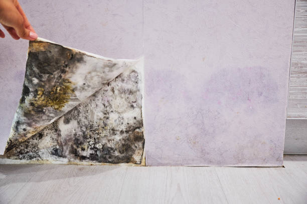 Best Office Mold Removal Services  in Cockeysville, MD